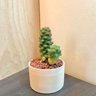 (Category: ) located in . Submitted by floraisonlagrace (Listing ID 1077032260, Image 1). Description: .