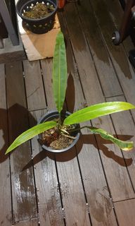 (Category: ) located in . Submitted by gawain (Listing ID 1077097107, Image 1). Description: .