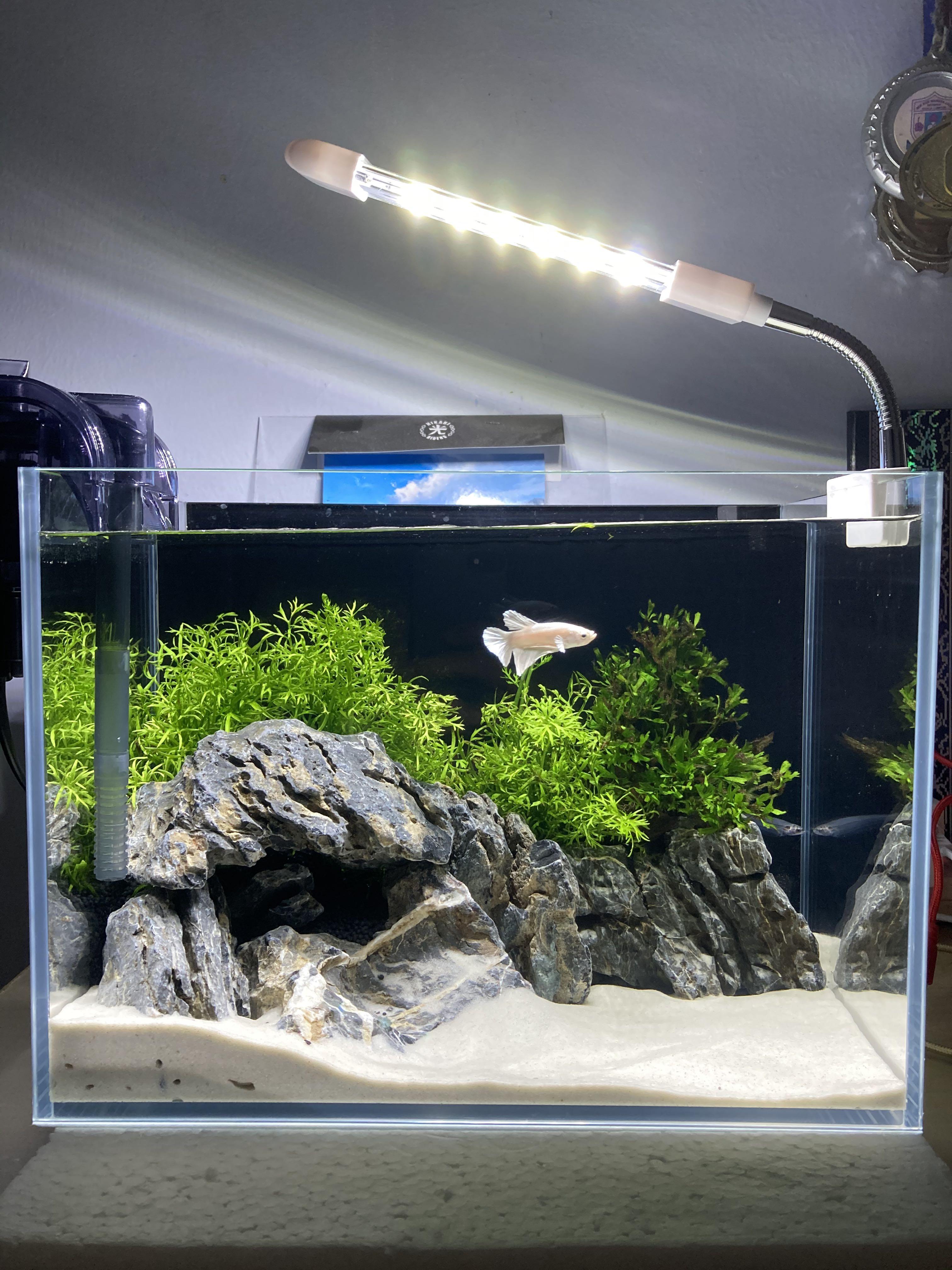Aquascape Minimalist aquarium, Pet Supplies, Homes & Other Pet