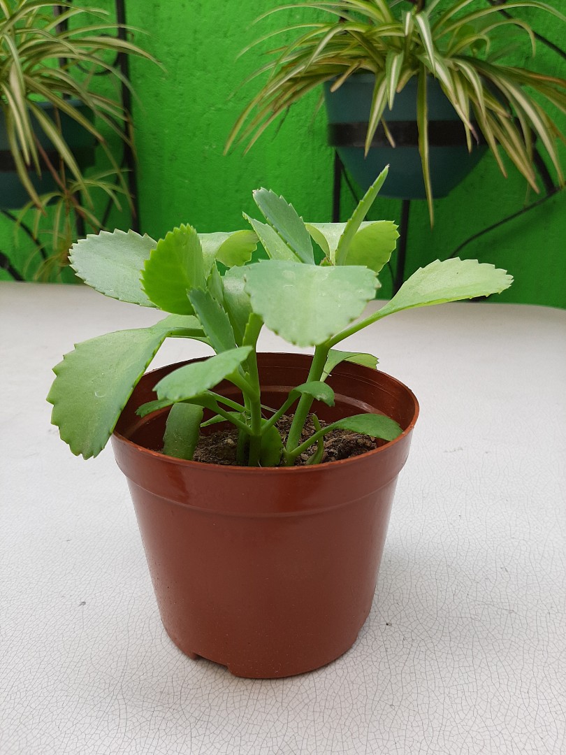 Katakataka miracle plant, Furniture & Home Living, Gardening, Plants