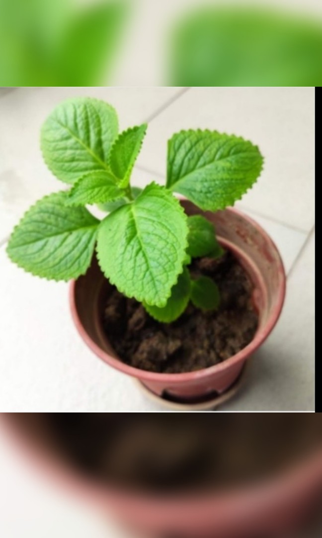 Mexican mint (Indian borage), Furniture & Home Living, Gardening