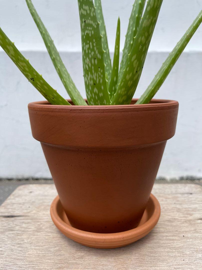 Organic aloe vera plant in terracotta pot with dish, Furniture & Home