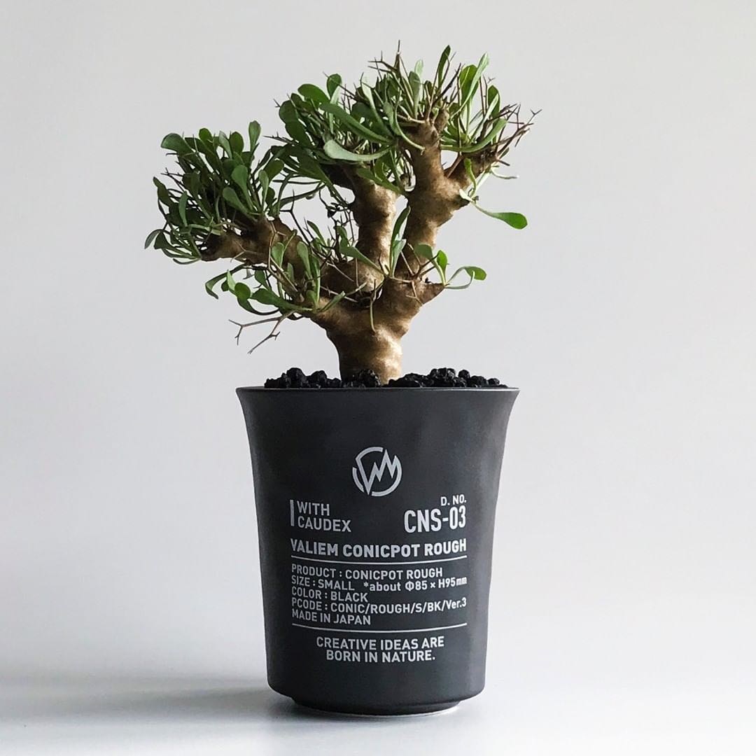 Valiem 花盆植木鉢pot plants 象牙宮塊根not toky, 傢俬＆家居, 園藝