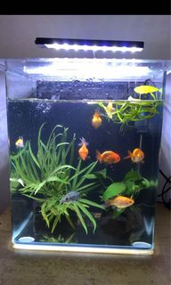 (Category: ) located in . Submitted by trangnt (Listing ID 1077209114, Image 1). Description: .