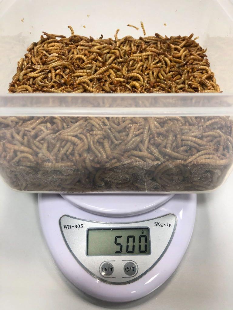 Live Mealworms , Pet Supplies, Pet Food on Carousell
