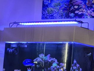 Nemo light freshwater discount