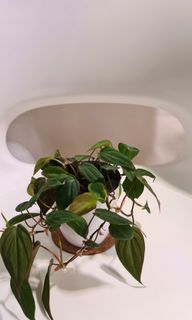 (Category: ) located in . Submitted by frdskrm95 (Listing ID 1077248721, Image 1). Description: .