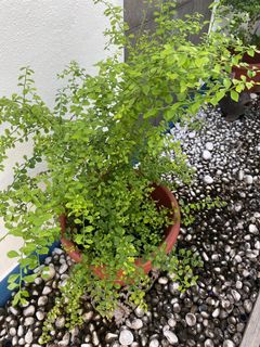 (Category: ) located in . Submitted by featherfin (Listing ID 1077155771, Image 1). Description: .