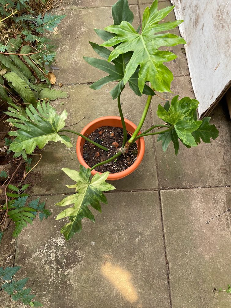 Sale Philodendron Radiatum Variegated Furniture Home Living Gardening Plants Seeds On Carousell