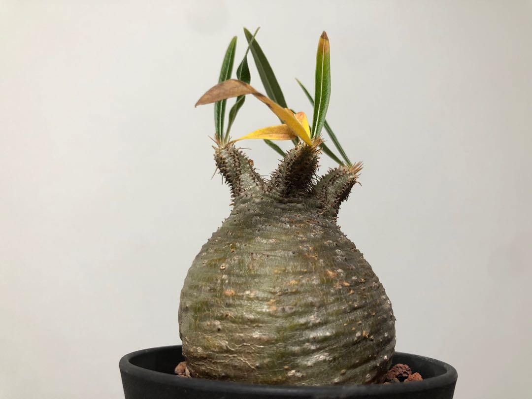 象牙宮塊根珍奇植物 傢俬 家居 Gardening Plants Carousell 象牙宮塊根珍奇植物 傢俬 家居 Gardening Plants Carousell