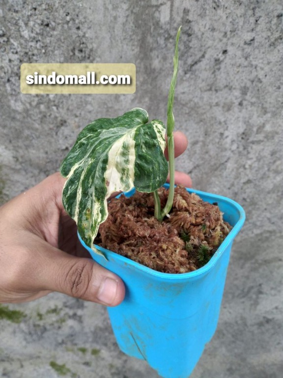 Amydrium Zipelianum Variegated R 78 Furniture Home Living Gardening Plants Seeds On Carousell