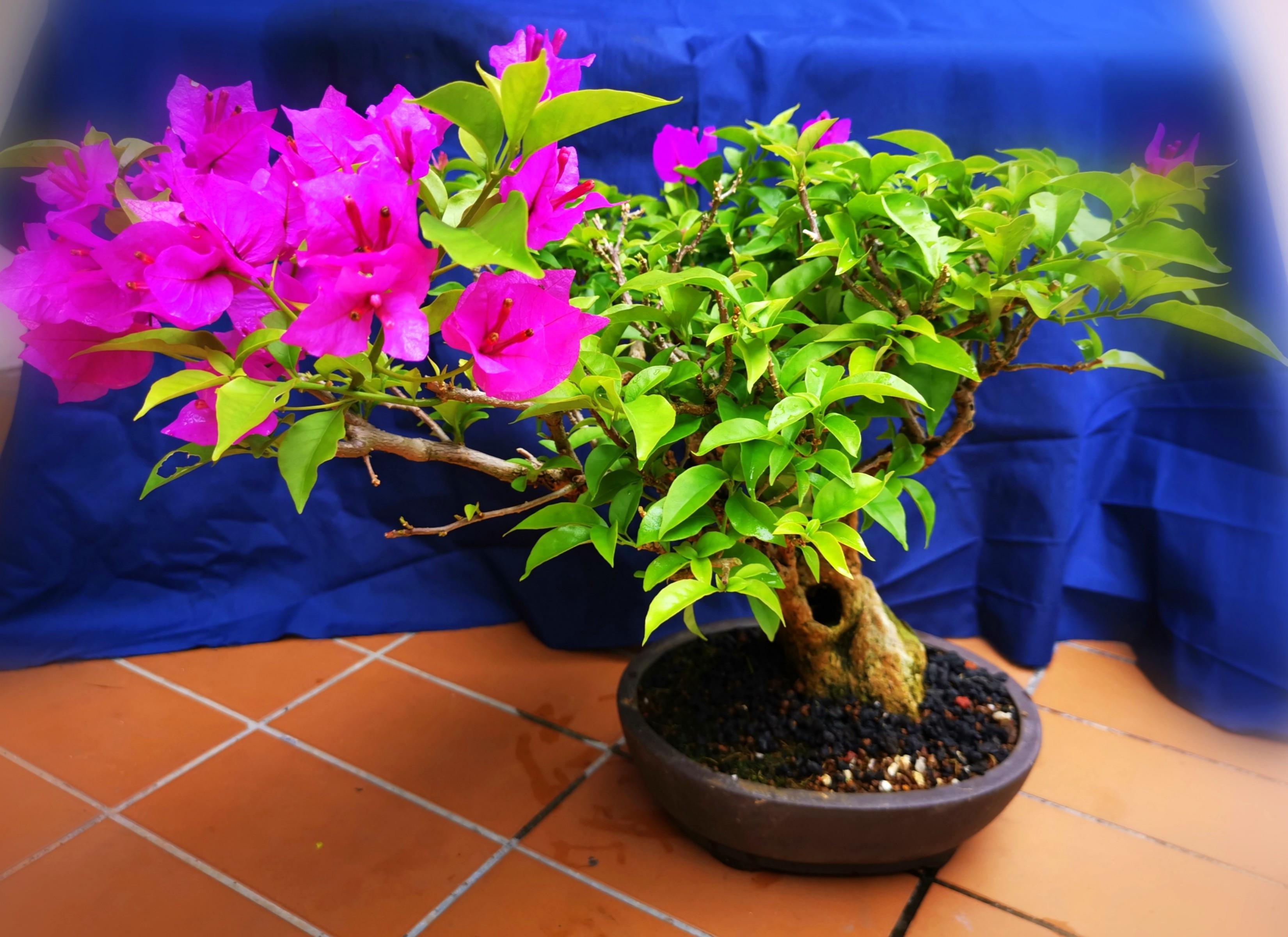 Bonsai bougainvillea, Furniture & Home Living, Gardening, Plants