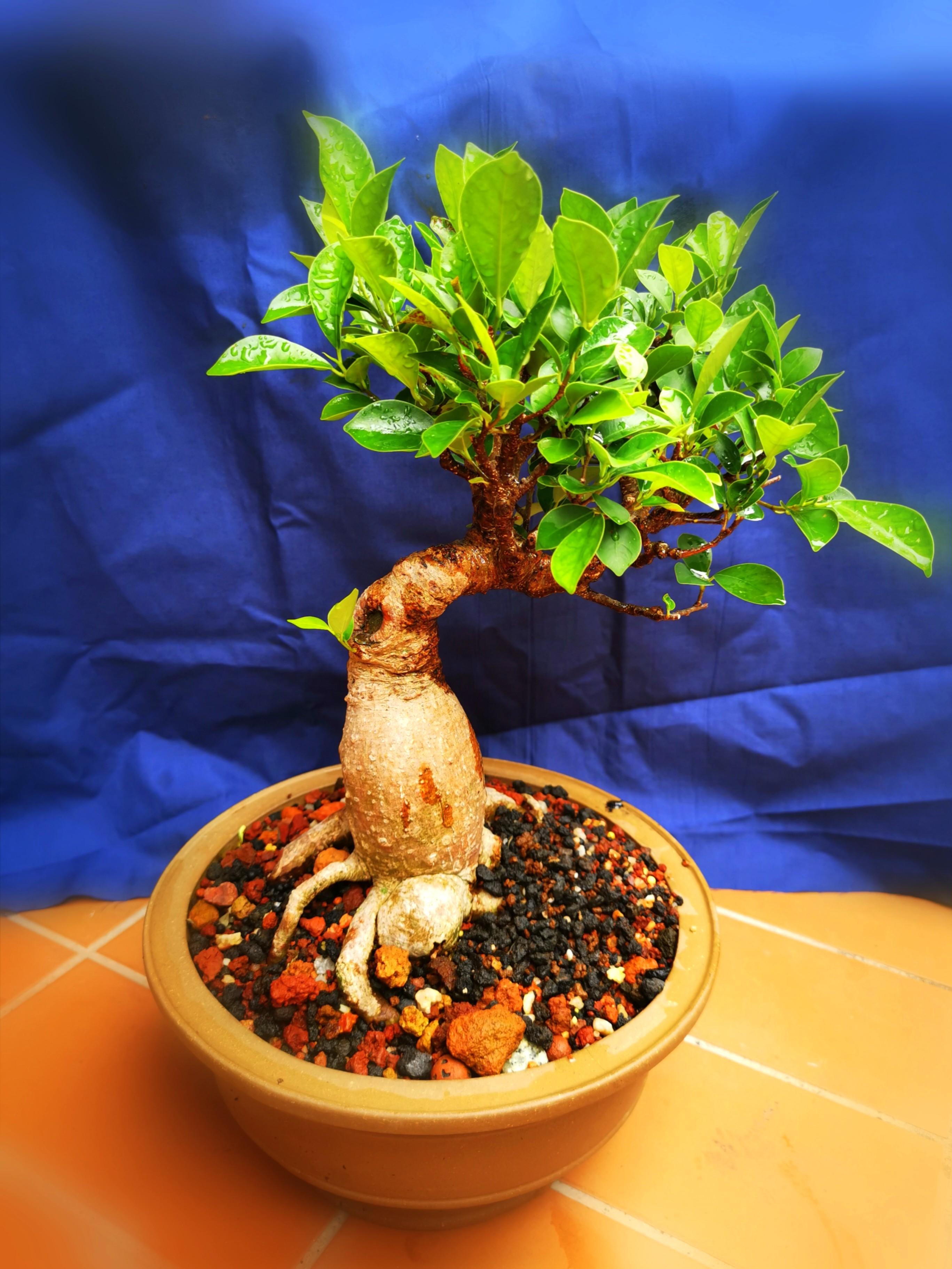 Bonsai Ginseng Ficus, Furniture & Home Living, Gardening, Plants