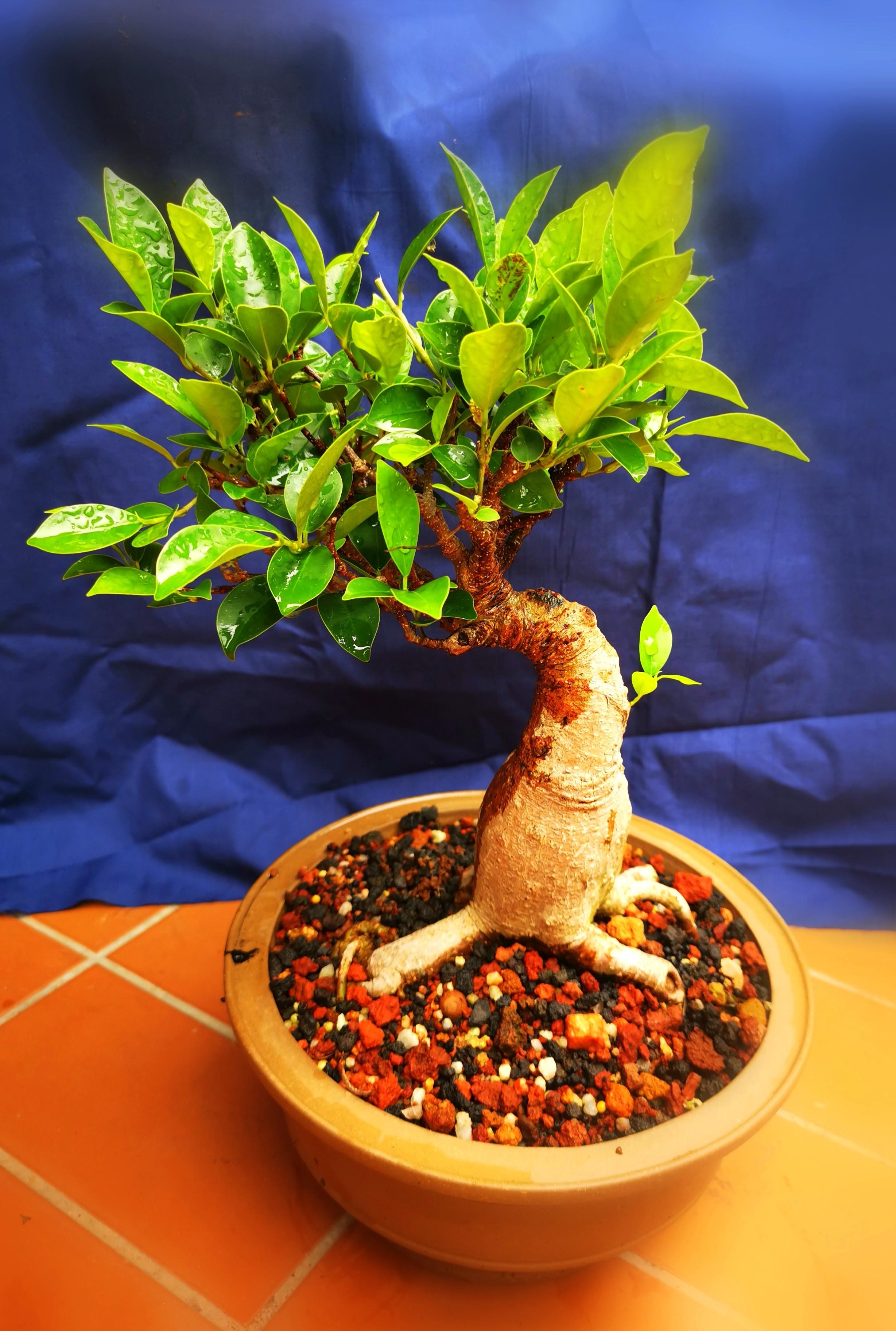 Bonsai Ginseng Ficus, Furniture & Home Living, Gardening, Plants