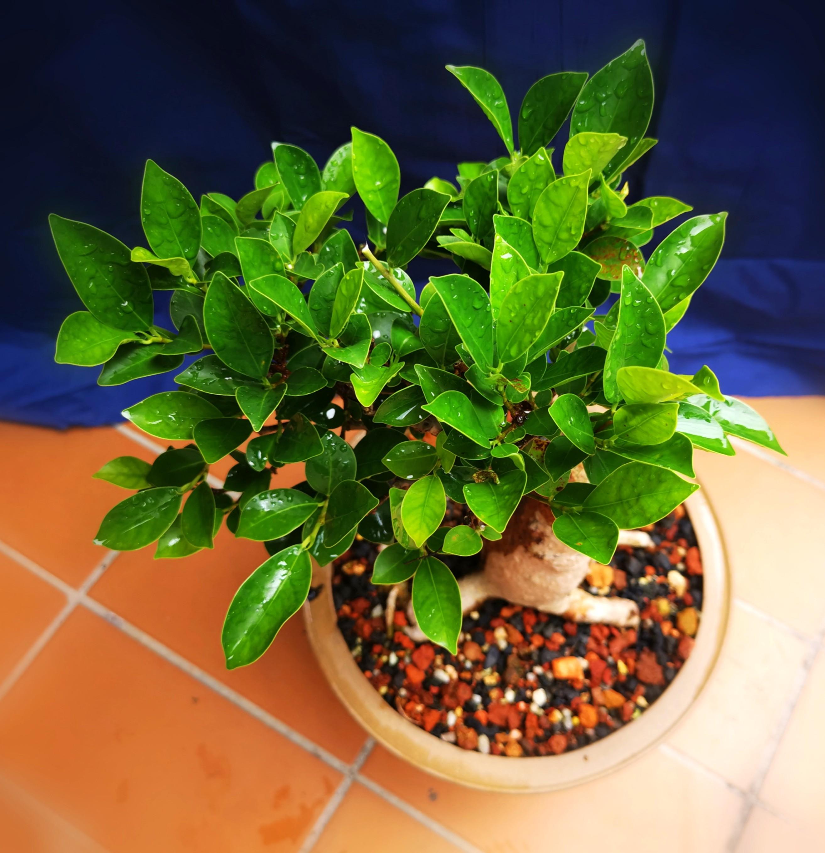 Bonsai Ginseng Ficus, Furniture & Home Living, Gardening, Plants