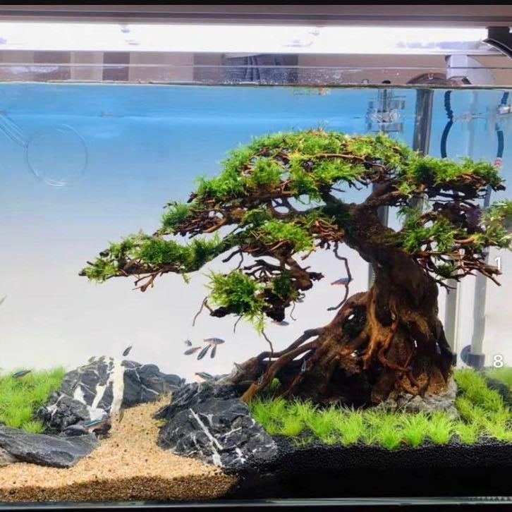 Bonsai tree aquarium scape service customisation, Furniture & Home