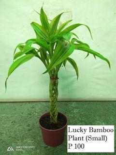Lucky Bamboo Plant (Small)