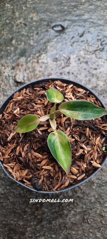 Philodendron Corcovanda Varigated R250321 41 Furniture Home Living Gardening Plants Seeds On Carousell