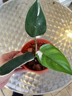 (Category: ) located in . Submitted by dennisleecactus (Listing ID 1077465987, Image 1). Description: .
