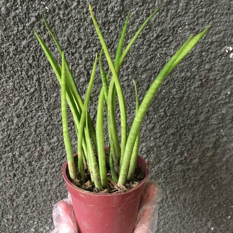 Sansevieria bacularis (small) (Category: Plants & Seeds) located in Valenzuela. Submitted by lovedbyiyaa (Listing ID 1077469932, Image 1). Description: .