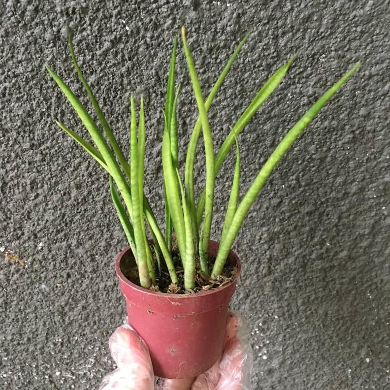 Sansevieria bacularis (small) (Category: Plants & Seeds) located in Valenzuela. Submitted by lovedbyiyaa (Listing ID 1077469932, Image 2). Description: .