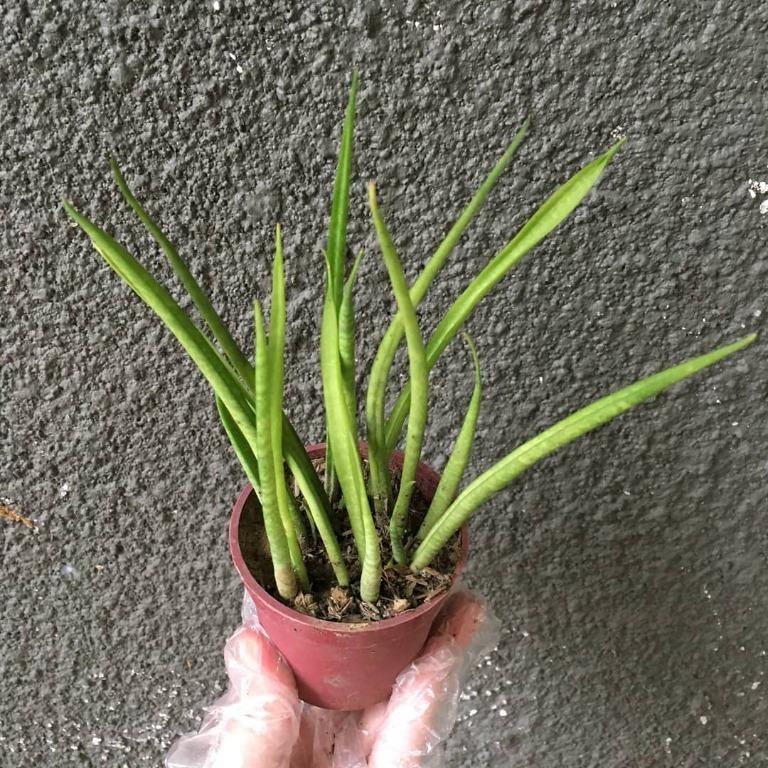Sansevieria bacularis (small) (Category: Plants & Seeds) located in Valenzuela. Submitted by lovedbyiyaa (Listing ID 1077469932, Image 3). Description: .