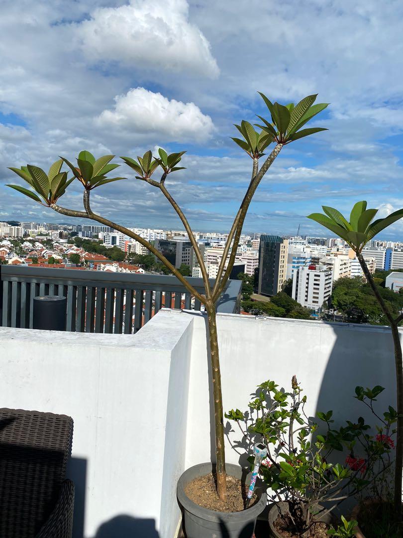 2 Big mature frangipani trees, Furniture & Home Living, Gardening