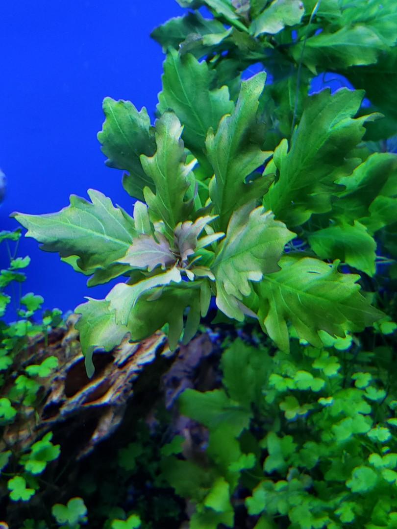 水草 買中 後景草送紅宮廷 寵物用品 寵物衣服 Carousell