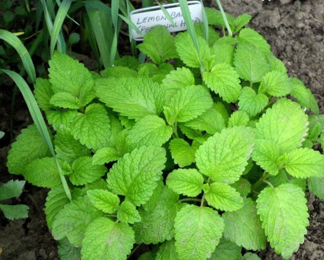 Lemon balm cutting rooted, Furniture &amp; Home Living