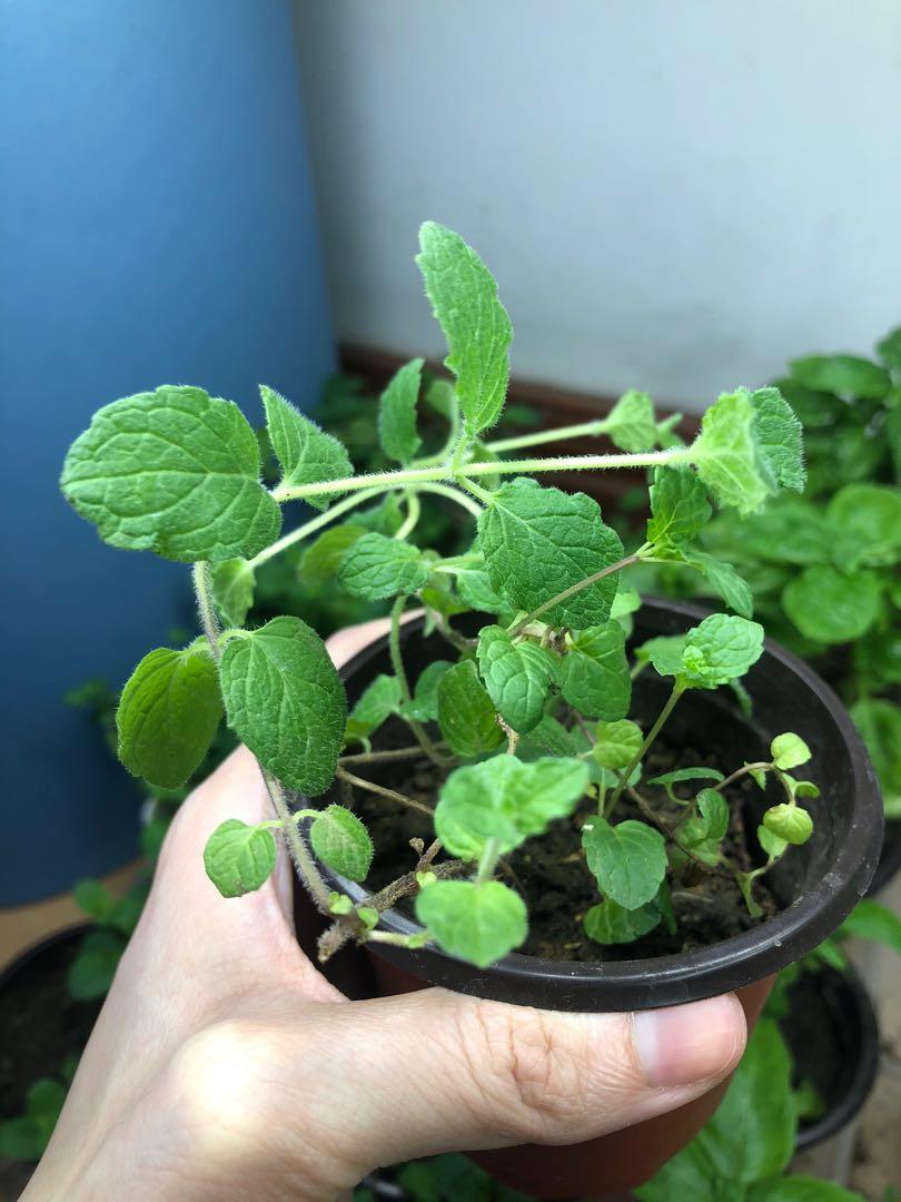 Live Mint Plant Small Furniture Home Living Gardening Plants Seeds On Carousell