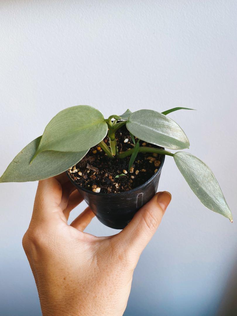 Silver Leaf Philodendron Hastatatum Silver Sword Gardening Plants On Carousell Silver Leaf Philodendron Hastatatum Silver Sword Gardening Plants On Carousell