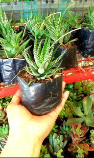 Zebra Plant(haworthia) succulent/cactus