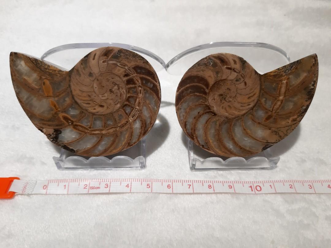 鸚鵡螺化石(對切) 一億年前活化石Nautilus fossil, 興趣及遊戲, 手作＆自家設計, 工藝用品及工具- Carousell