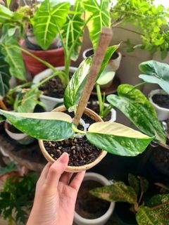 (Category: ) located in . Submitted by graceboniao (Listing ID 1077815152, Image 1). Description: .