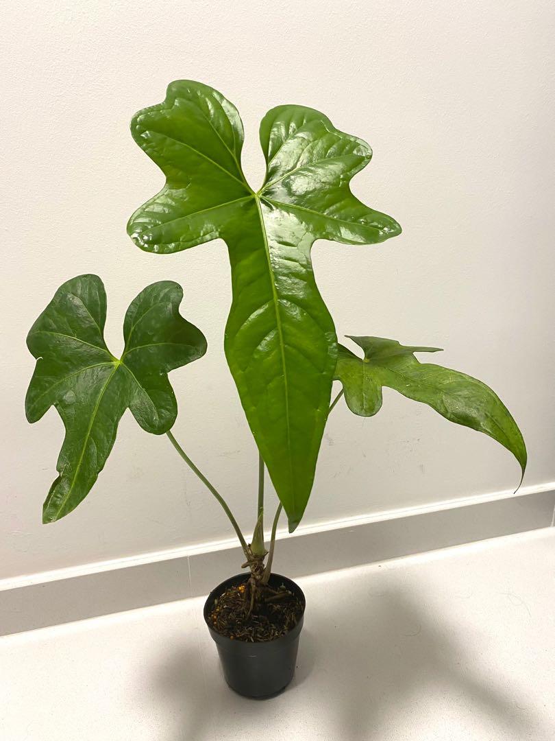 Anthurium Macrolobium Beautiful Big, Furniture & Home Living, Gardening,  Plants & Seeds on Carousell