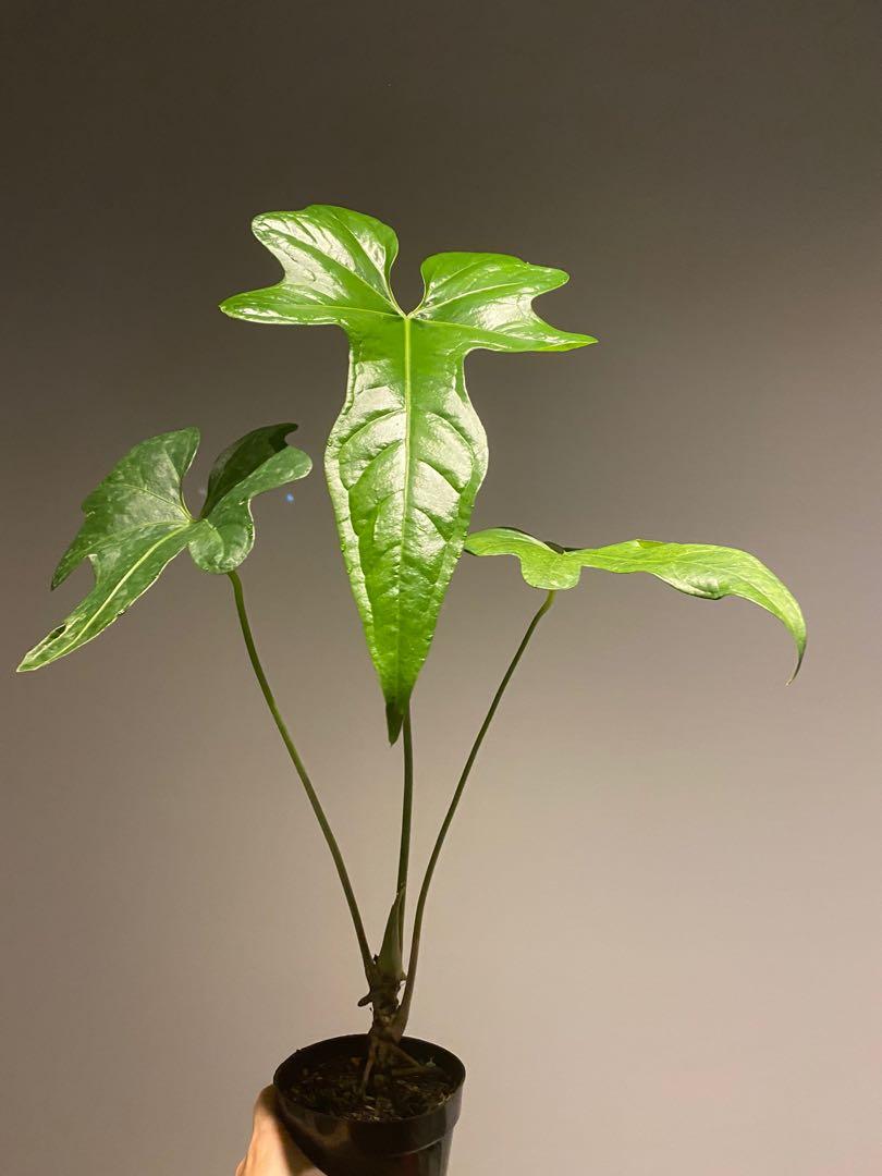 Anthurium Macrolobium Beautiful Big, Furniture & Home Living, Gardening,  Plants & Seeds on Carousell