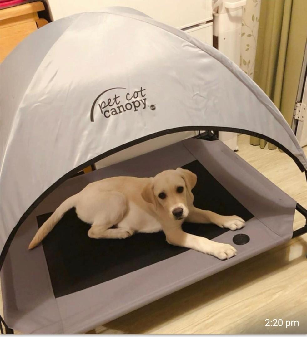 pet canopy bed