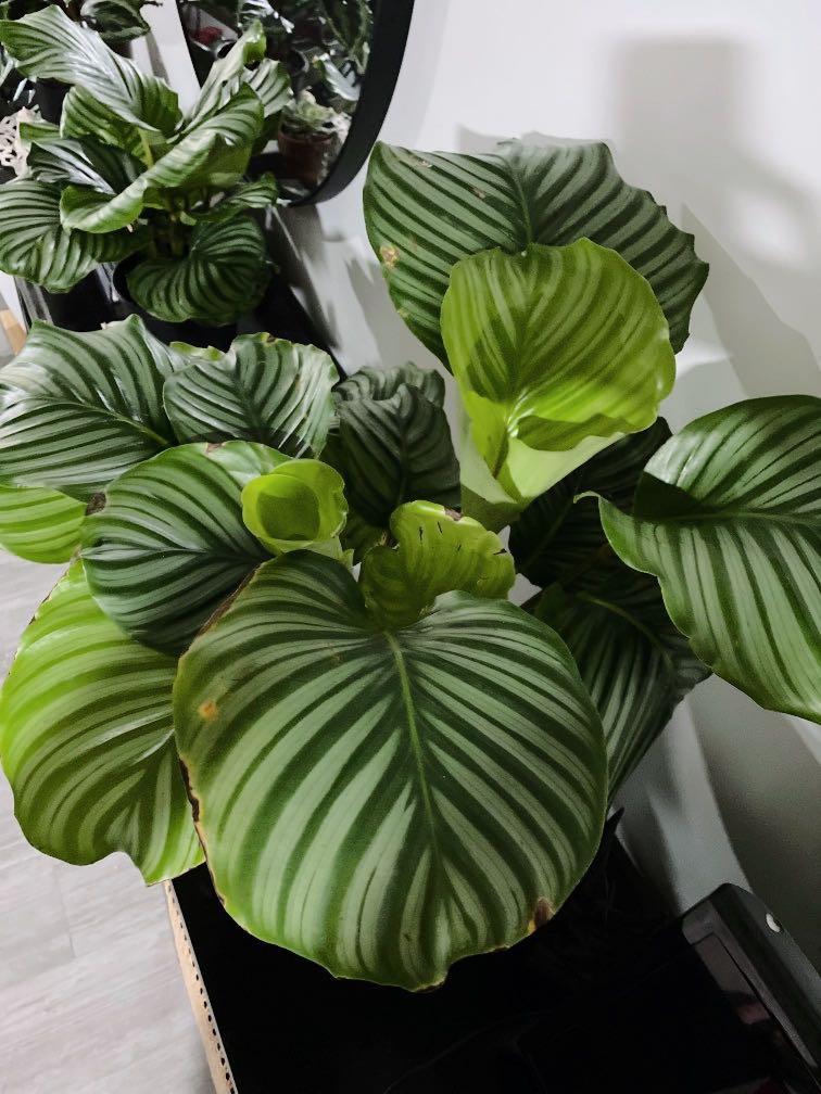 Giant Calathea Orbifolia, Furniture & Home Living, Gardening, Plants ...