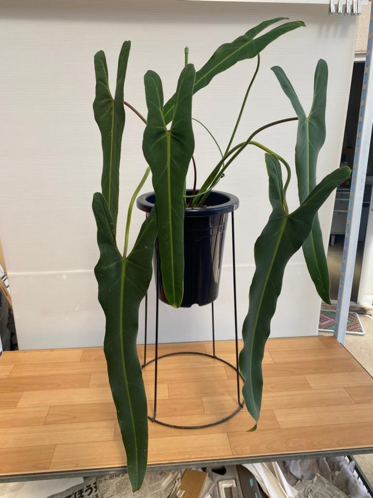 Philodendron Spiritus Sancti From Japan Furniture Home Living Gardening Plants Seeds On Carousell