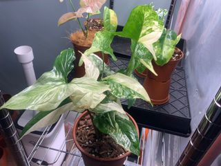 (Category: ) located in . Submitted by verde_botanical (Listing ID 1077916812, Image 1). Description: .