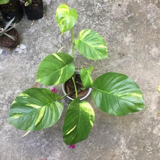(Category: ) located in . Submitted by plantetc (Listing ID 1077757263, Image 1). Description: .