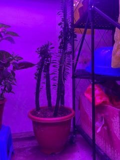 (Category: ) located in . Submitted by princessloser (Listing ID 1078080787, Image 1). Description: .