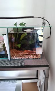 (Category: ) located in . Submitted by aerodyno (Listing ID 1078024397, Image 1). Description: .