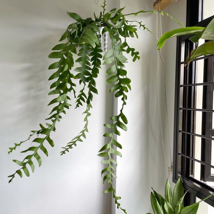 Huge Fern Leaf Cactus Furniture Home Living Gardening Plants Seeds On Carousell