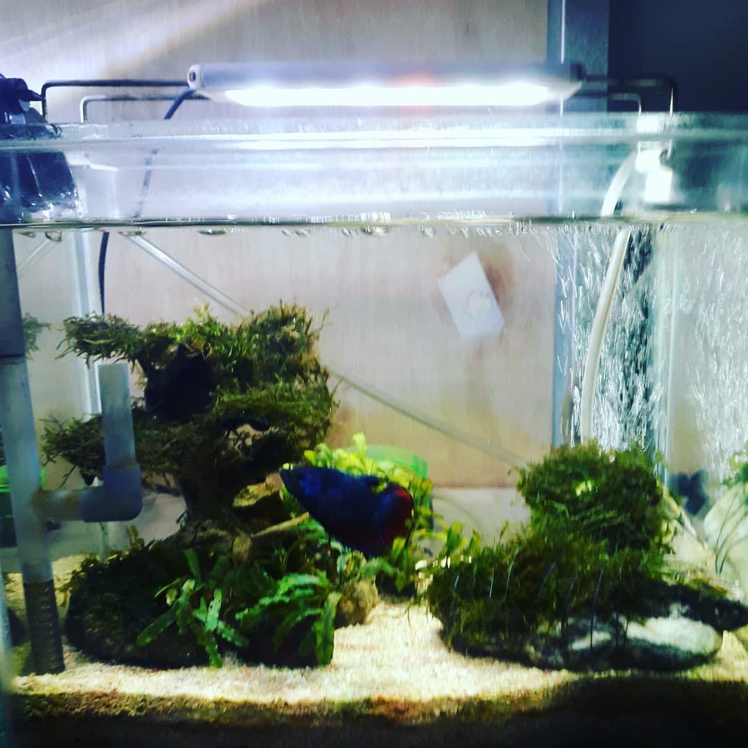 Jual Aquarium Aquascapes Perlengkapan Hewan Aksesoris Hewan Di Carousell Jual aquarium jakarta timur