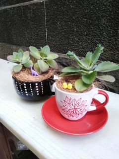 (Category: ) located in . Submitted by mygardenspace (Listing ID 1077985495, Image 1). Description: .