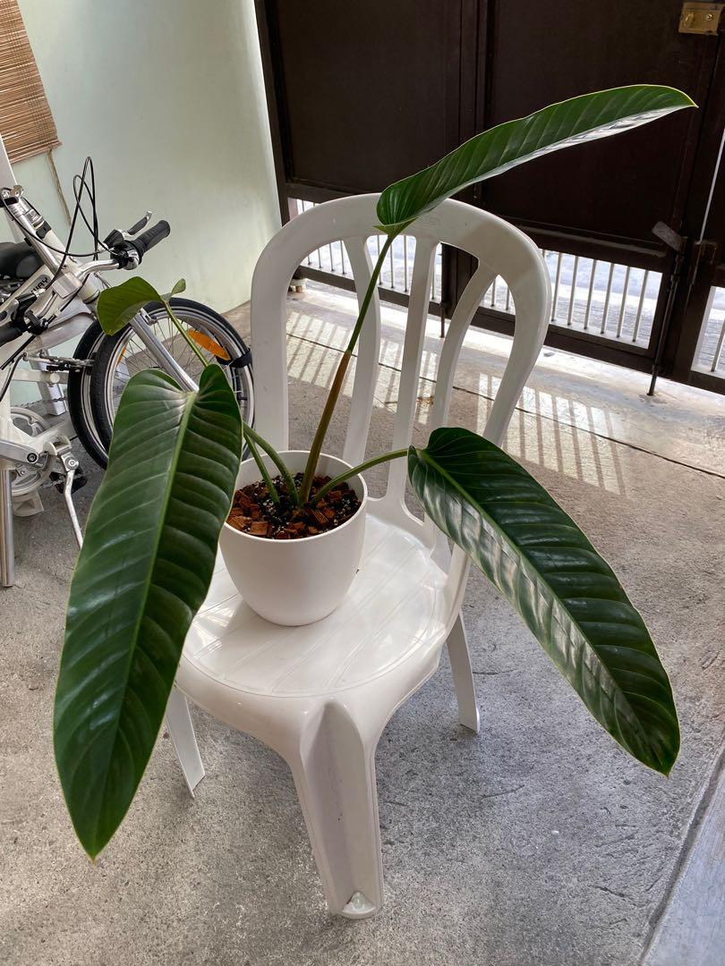 Semi Rare Philodendron Davidsonii 4 Leaves 13 Longest Leaf Furniture Home Living Gardening Plants Seeds On Carousell