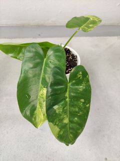 (Category: ) located in . Submitted by too.many.plants (Listing ID 1077999409, Image 1). Description: .