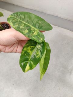 (Category: ) located in . Submitted by too.many.plants (Listing ID 1077999632, Image 1). Description: .