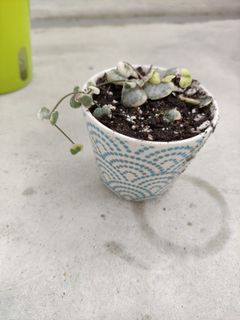 (Category: ) located in . Submitted by too.many.plants (Listing ID 1077999001, Image 1). Description: .